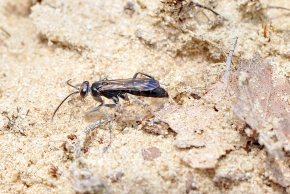 grijze spinnendoder (Pompilus cinereus) 6-2008 0488